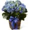 C27-4879 La Jardinière FTD,® Hydrangea Bleu