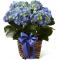 C27-4879 La Jardinière FTD,® Hydrangea Bleu