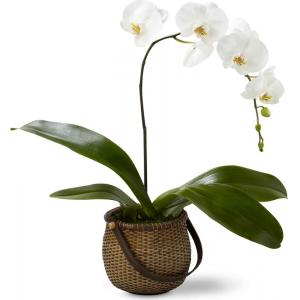C29-4882 L'Orchidée Blanc Phalaenopsis de FTD®